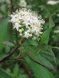 Cornus sericea